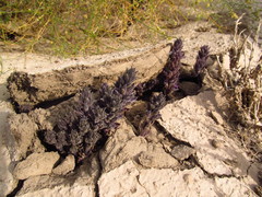 Aphyllon cooperi
