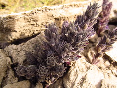 Aphyllon cooperi