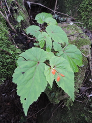 Begonia sutherlandii