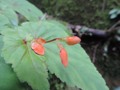 Begonia sutherlandii