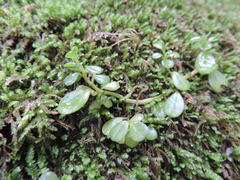 Peperomia retusa