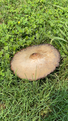 Chlorophyllum molybdites image