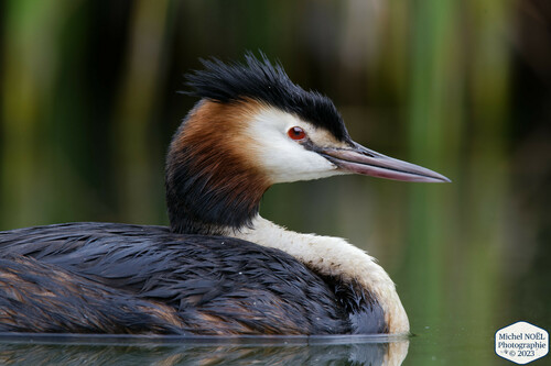 Great Crested Grebe, photo 8 of 8
