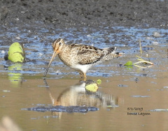 Gallinago hardwickii