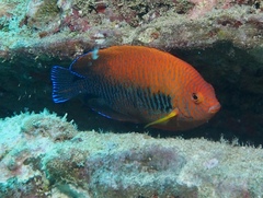 Centropyge potteri