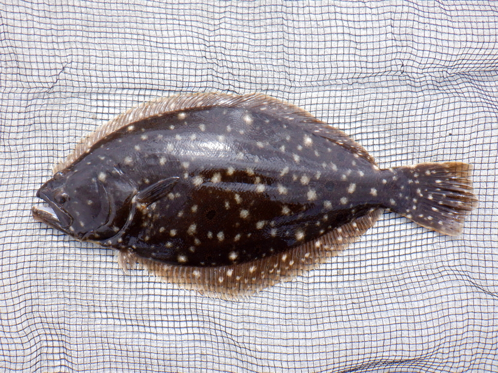 Summer Flounder from Atlantic City, NJ, USA on September 22, 2021 at 12