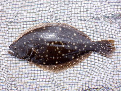 Summer Flounder