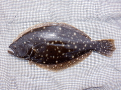 Summer Flounder photo 3