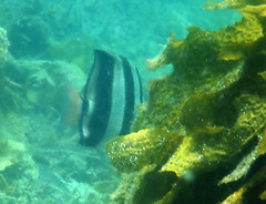 Chelmonops truncatus