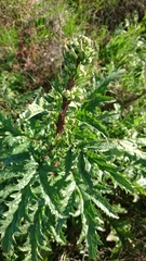 Scrophularia rubricaulis