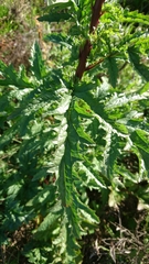 Scrophularia rubricaulis