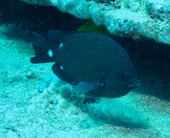 Chromis verater