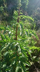 Scrophularia rubricaulis