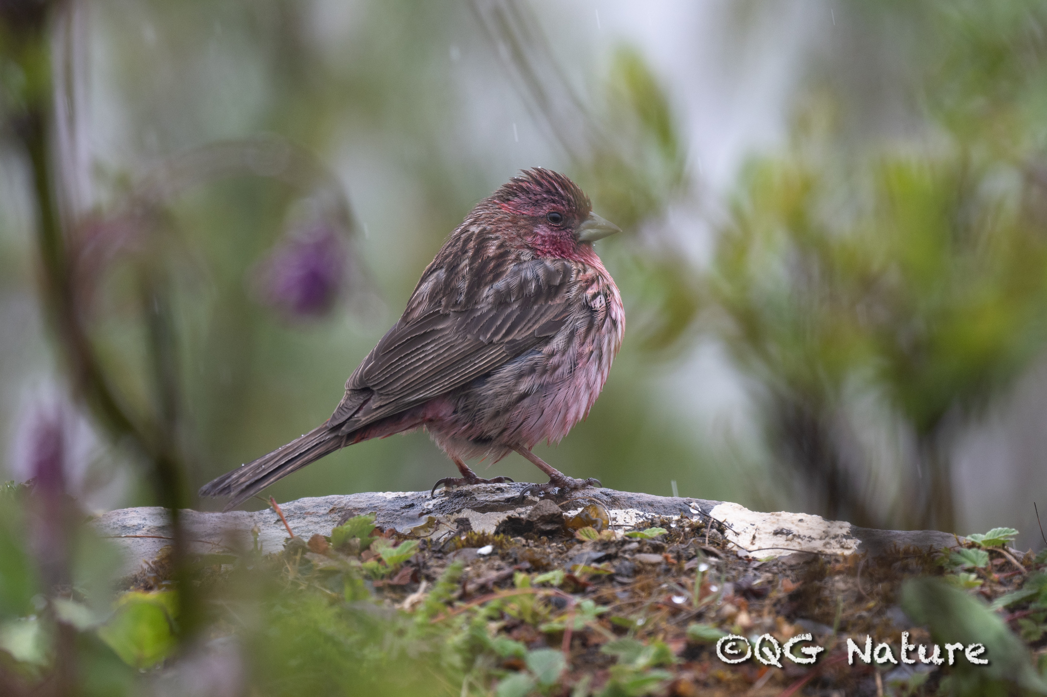 Pink-rumped Rosefinch illustration