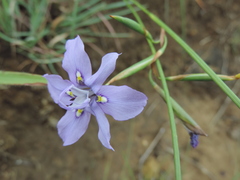 Moraea inclinata