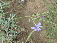 Moraea inclinata
