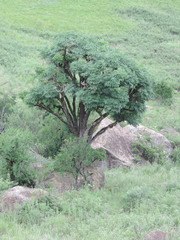 Cussonia