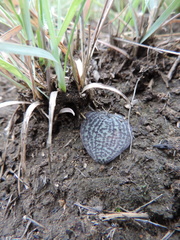 Ledebouria sandersonii