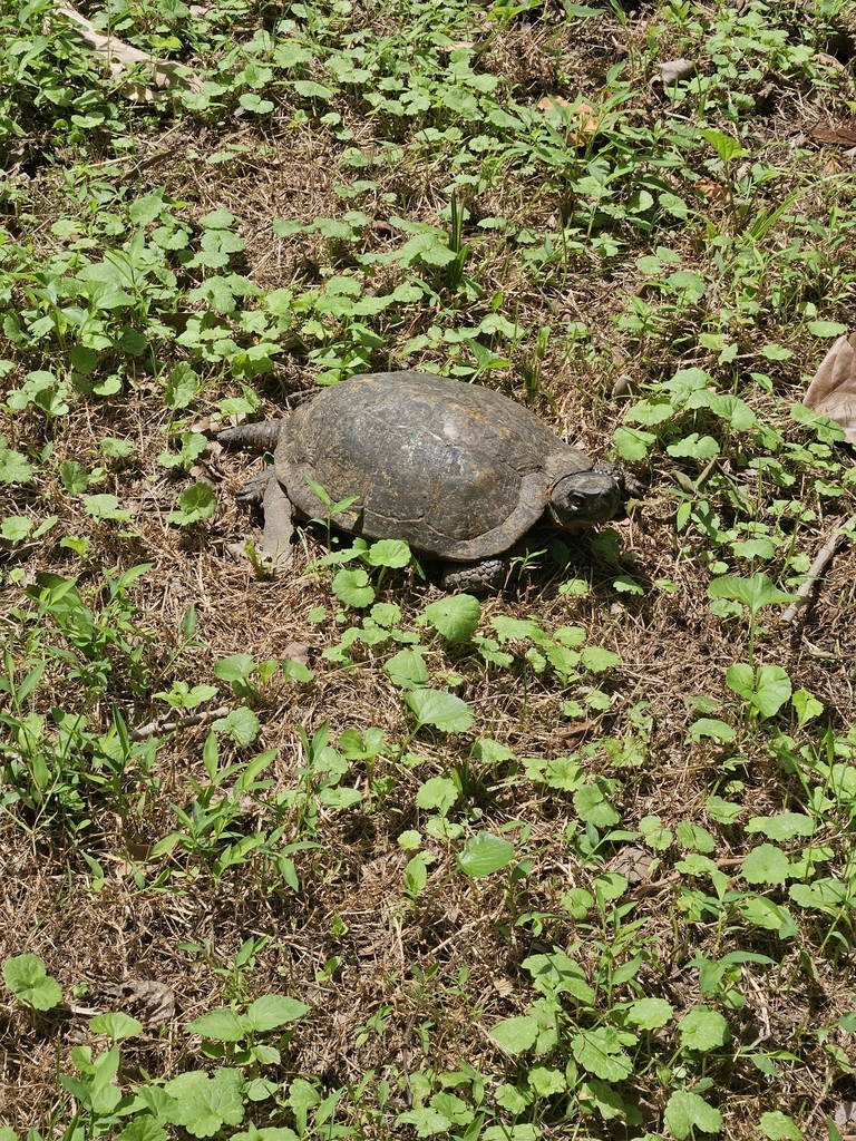 Wood Turtle In July 2023 By Mdezrin INaturalist   Large 