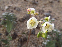 Chylismia claviformis aurantiaca
