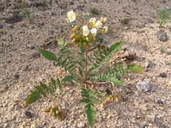 Chylismia claviformis aurantiaca