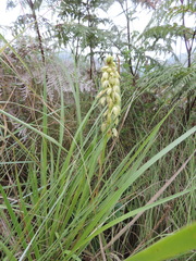 Orthochilus foliosus