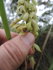 Orthochilus foliosus