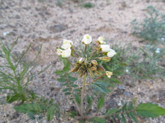 Chylismia claviformis aurantiaca