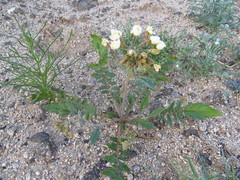 Chylismia claviformis aurantiaca