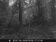 Odontophorus gujanensis