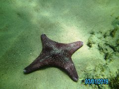 Anthaster valvulatus
