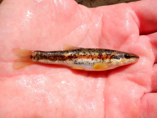 Western Blacknose Dace