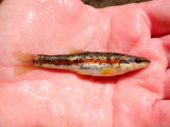 Western Blacknose Dace photo 5