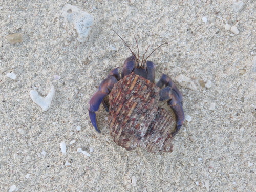 Coenobita purpureus