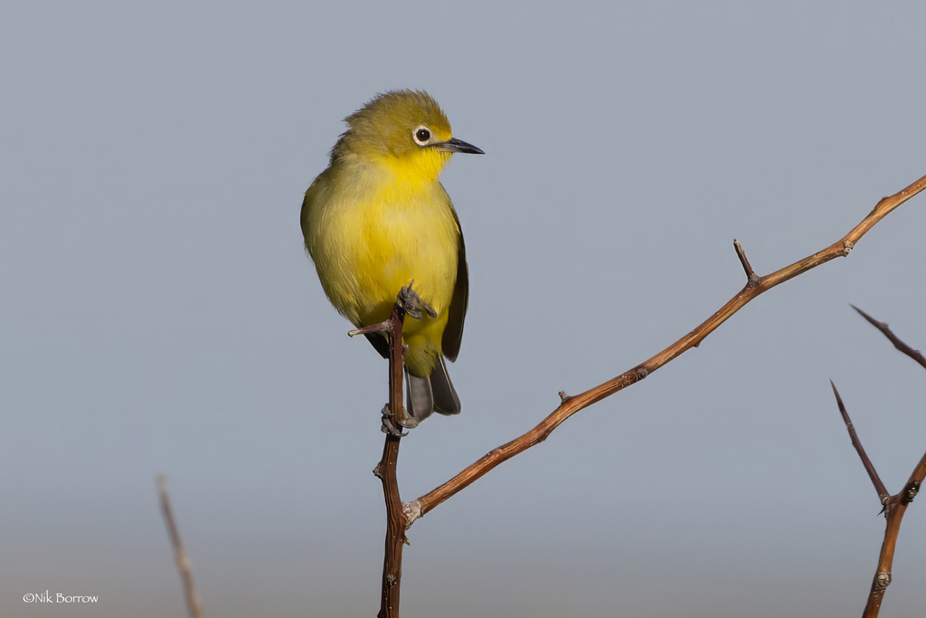 Kenya White-Eye