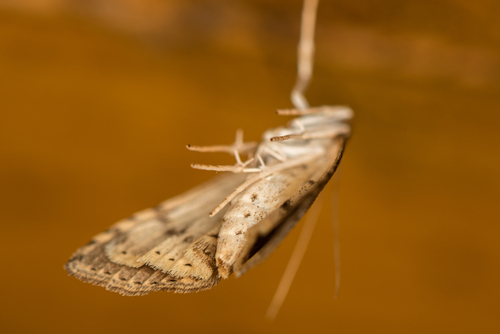 Dusky Pearl, photo 4 of 10