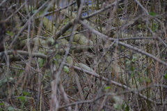 Troglodytes troglodytes