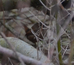 Troglodytes troglodytes