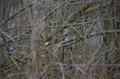 Troglodytes troglodytes