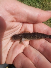 Pyrenean Sculpin photo 2