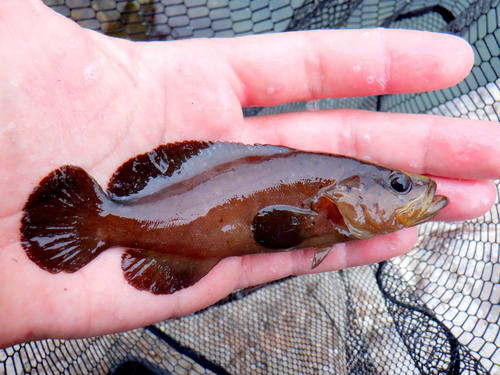 Soapfish (Rypticus subbifrenatus) — Serranidae — 3