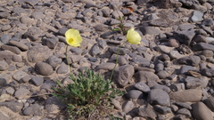 Papaver angustifolium