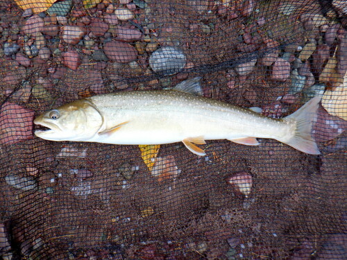 Bull Trout