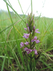 Disa stachyoides
