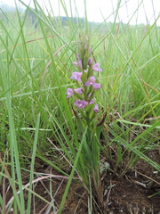 Disa stachyoides