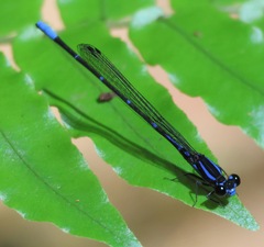 Argia oculata image