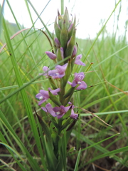 Disa stachyoides