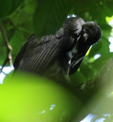 Sarcoramphus papa image