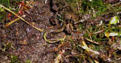 Plethodon dunni