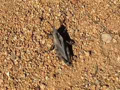 Dracotettix monstrosus